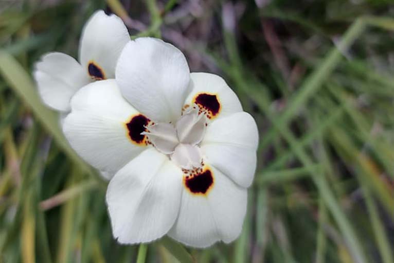 Florida Ground Maintenance