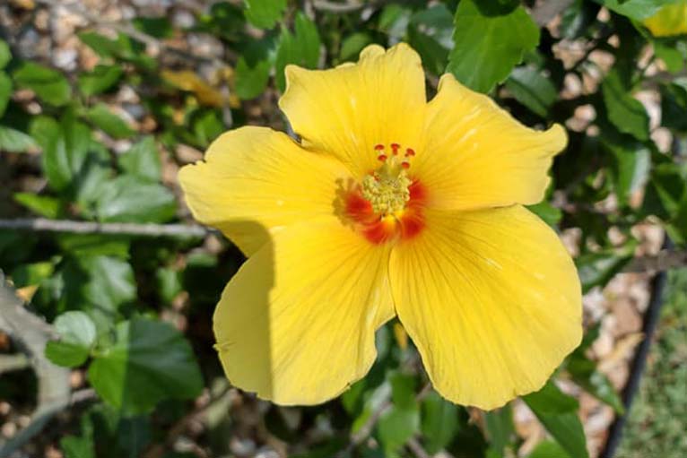 Florida Ground Maintenance