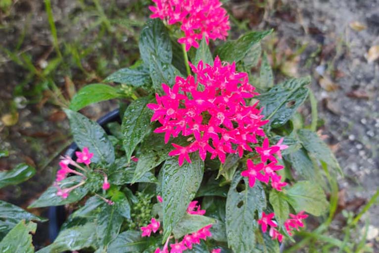 Florida Ground Maintenance