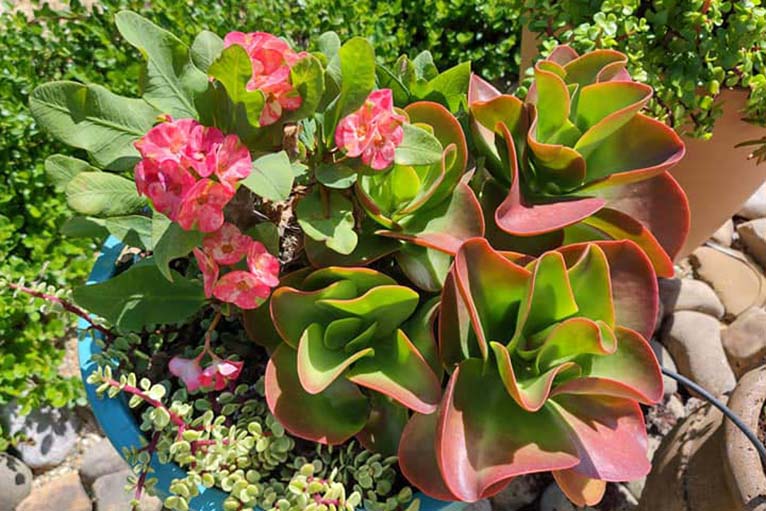 Florida Ground Maintenance