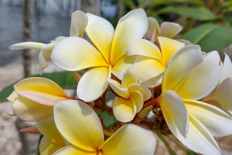 Florida Ground Maintenance