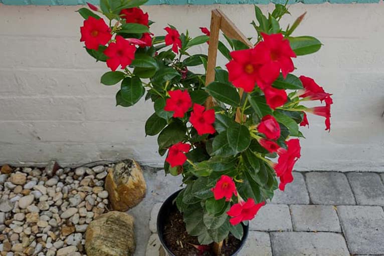 Florida Ground Maintenance