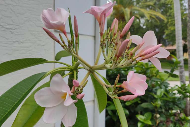 Florida Ground Maintenance