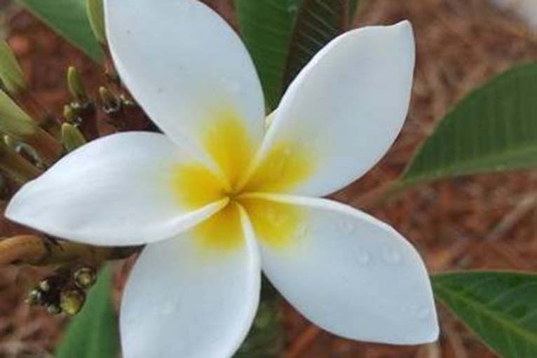 Florida Ground Maintenance