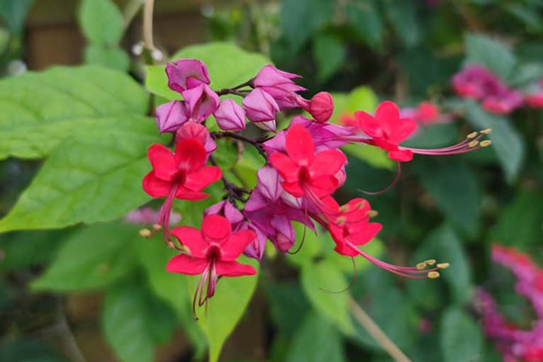 Florida Ground Maintenance