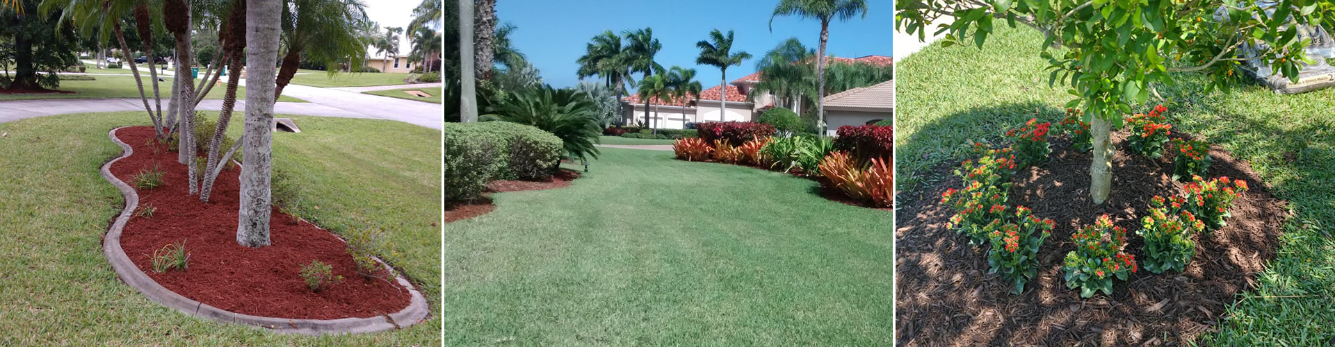The Benefits of Low-Maintenance Ground Cover for Palm Bay, Florida Landscapes